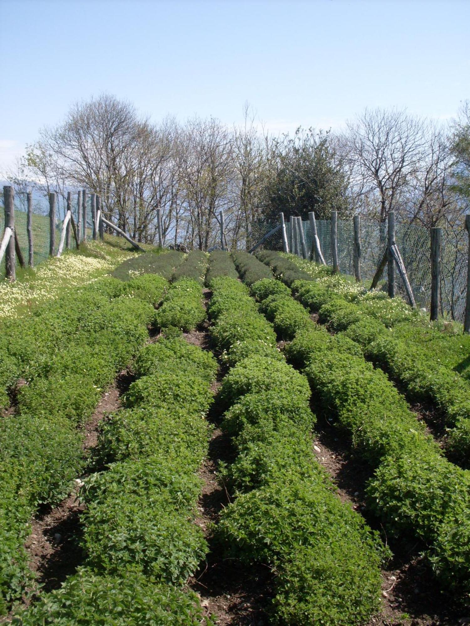 Agriturismo Da Attilio Cannobio Kültér fotó