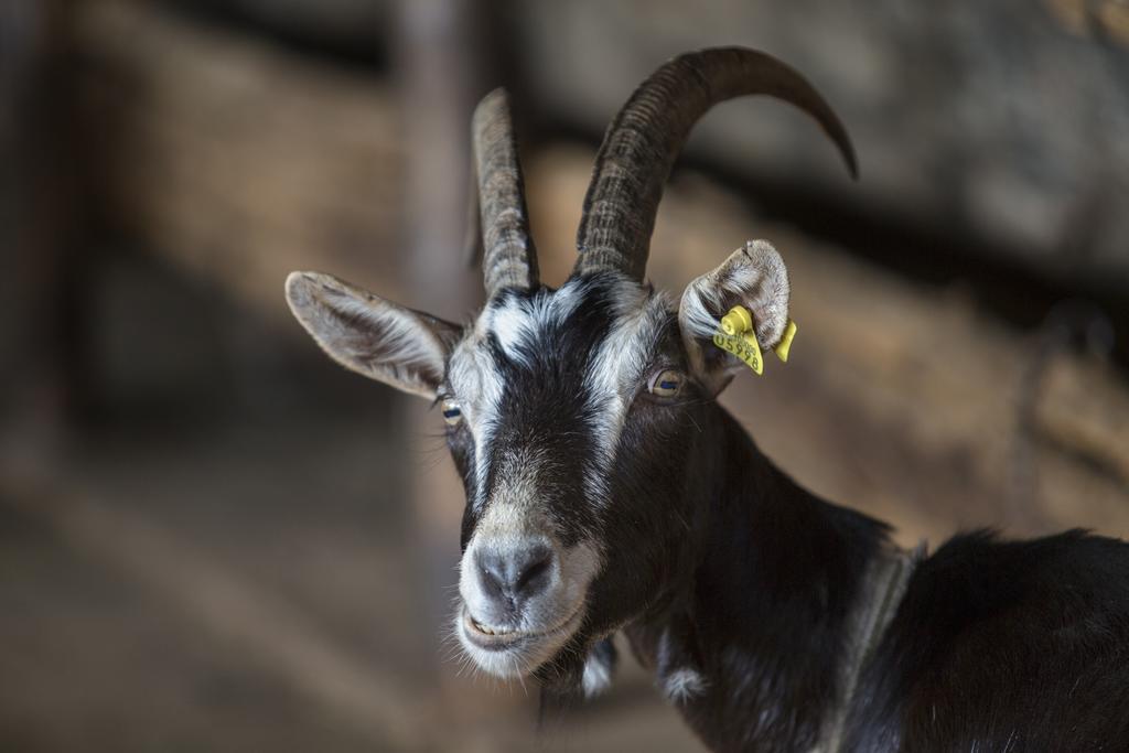 Agriturismo Da Attilio Cannobio Kültér fotó