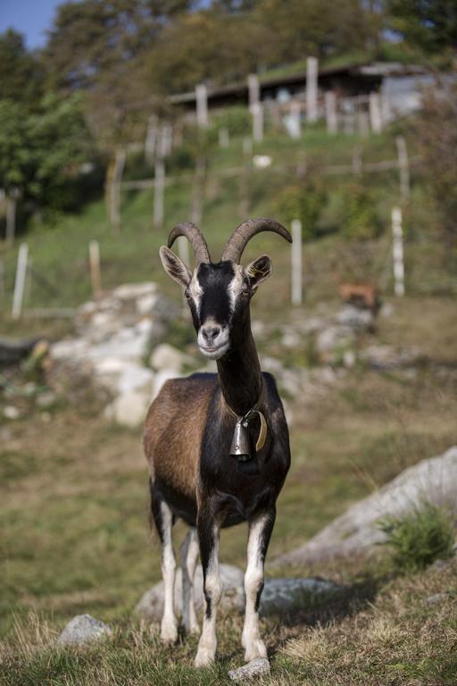 Agriturismo Da Attilio Cannobio Kültér fotó