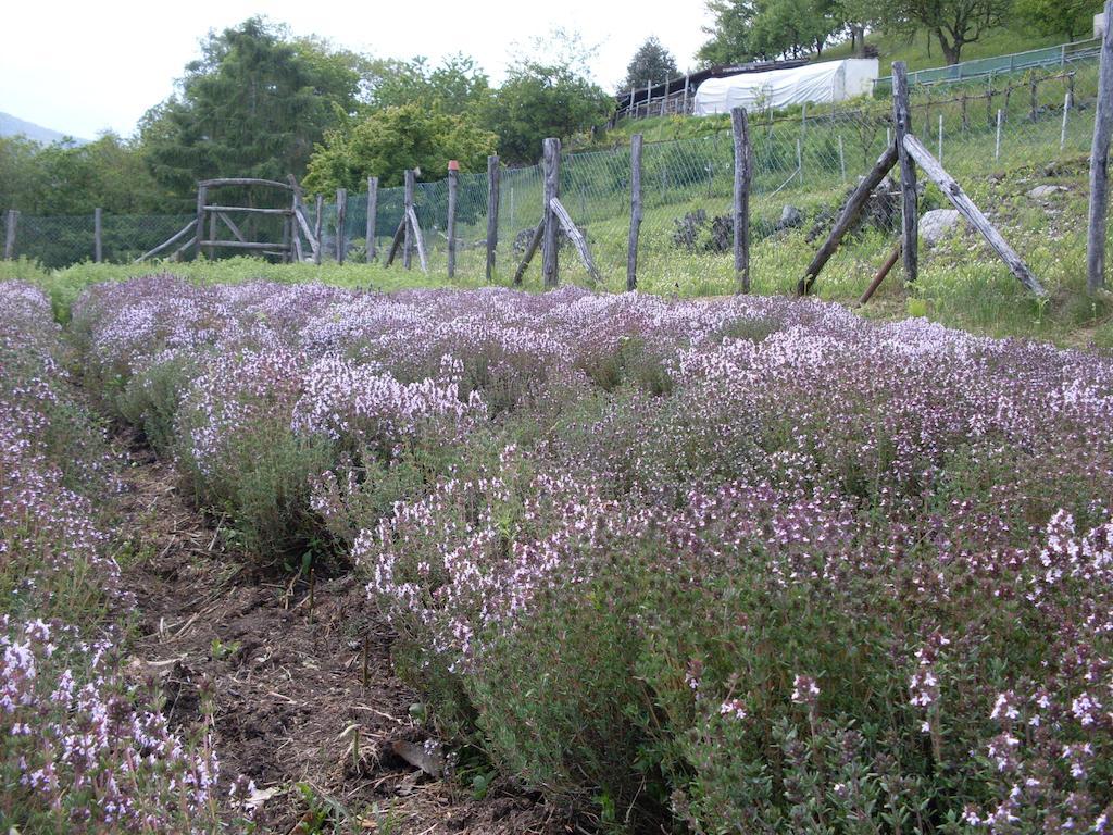 Agriturismo Da Attilio Cannobio Kültér fotó